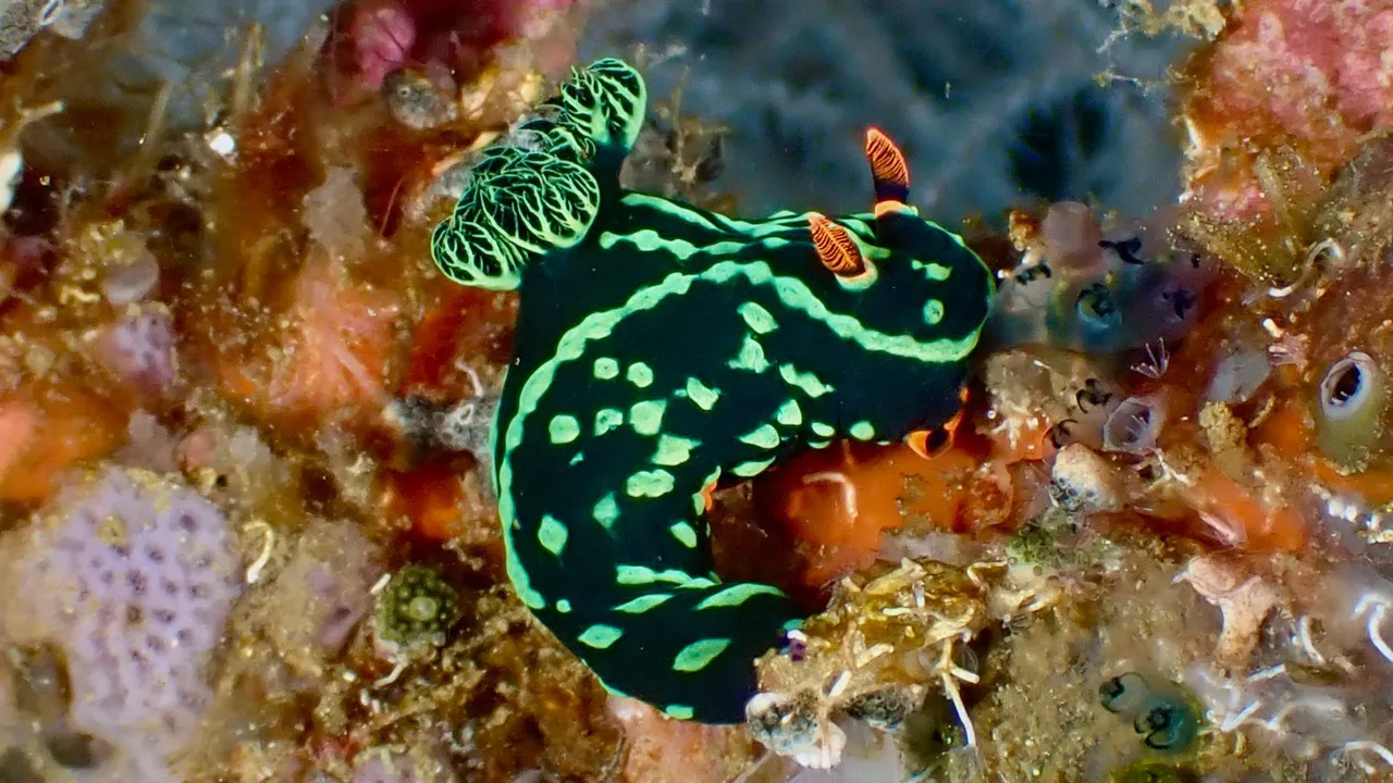 A colorful nudibranch on a muck slope at Anilao, Philippines