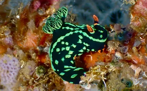 A colorful nudibranch on a muck slope at Anilao, Philippines