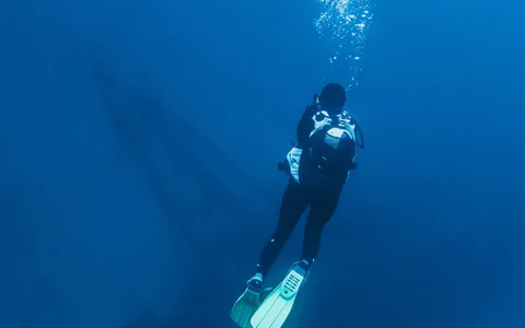 Divers exploring a fish-covered shipwreck in the greenish water off Brunei