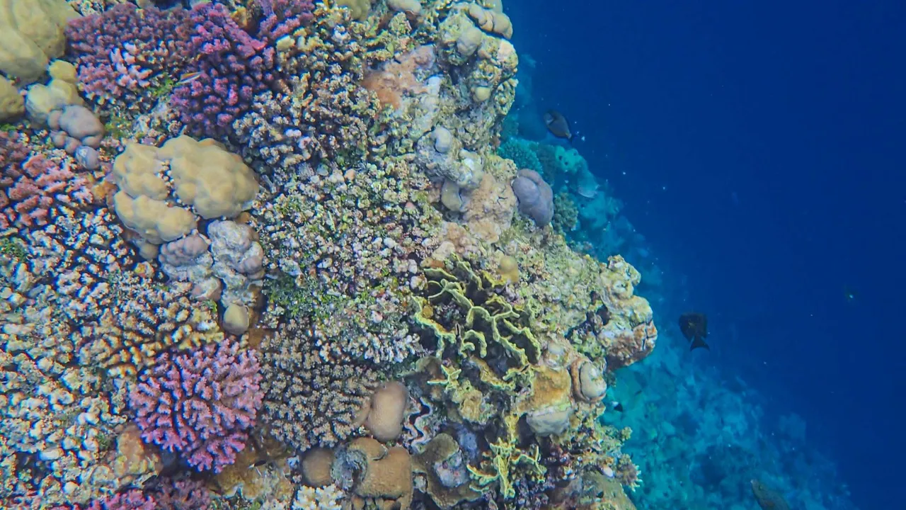 A DJI Action camera filming a coral reef underwater, with the footage showing a blue-green color cast