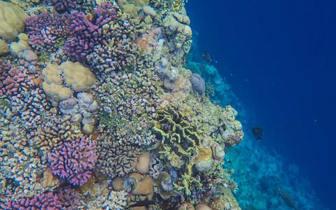 A DJI Action camera filming a coral reef underwater, with the footage showing a blue-green color cast
