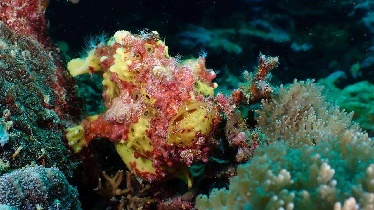 A well-camouflaged frogfish blending into sponge and rubble on the reef