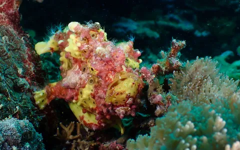 A well-camouflaged frogfish blending into sponge and rubble on the reef
