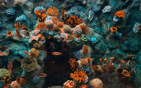 A GoPro in an underwater housing filming a coral reef, the footage showing a heavy blue-green color cast