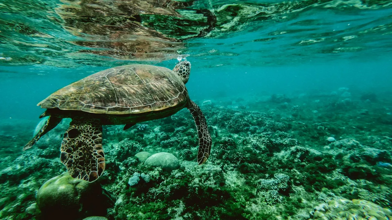 A green sea turtle grazing on a coral reef, photographed underwater