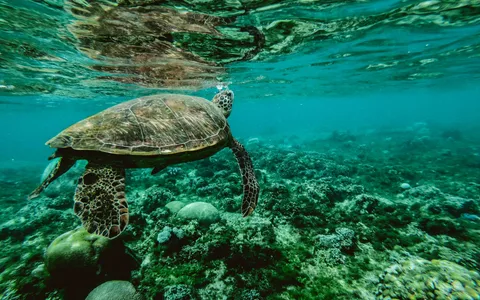 A green sea turtle grazing on a coral reef, photographed underwater