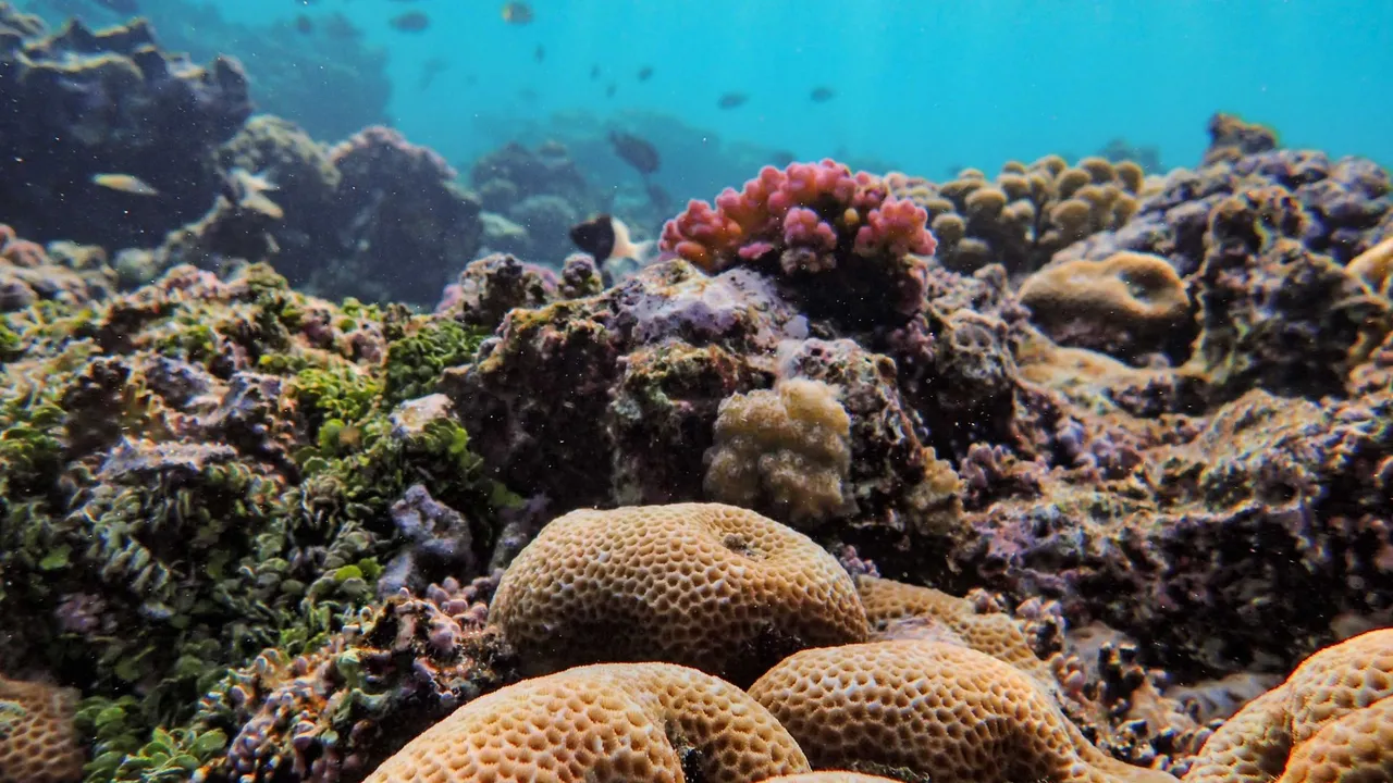 Divers over a shallow coral reef in the clear water off Koh Tao, Gulf of Thailand