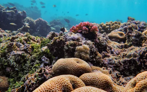 Divers over a shallow coral reef in the clear water off Koh Tao, Gulf of Thailand