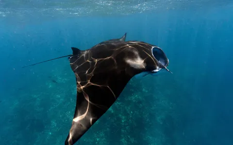 A manta ray gliding over a cleaning station on a current-swept reef in Komodo National Park