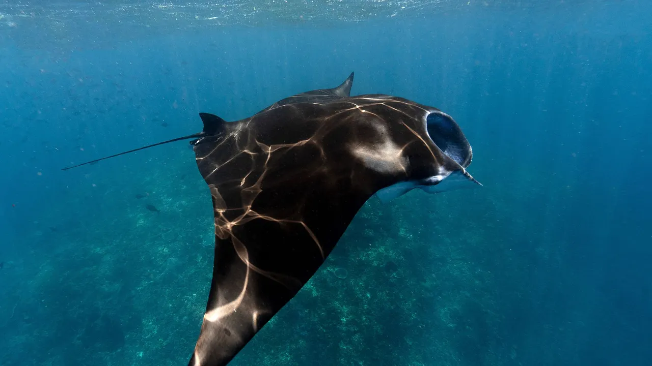 A manta ray gliding over a cleaning station on a current-swept reef in Komodo National Park