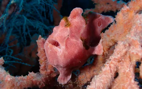 A hairy frogfish on black volcanic sand in the Lembeh Strait, North Sulawesi