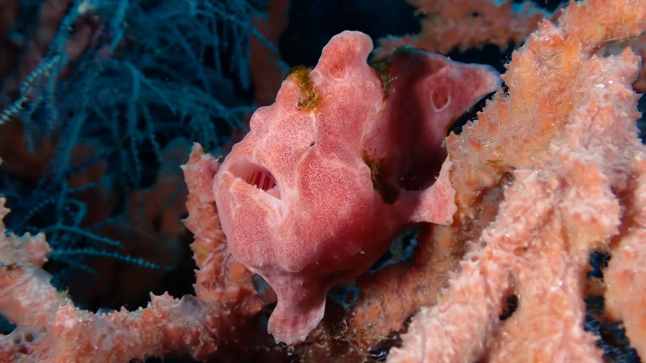 A hairy frogfish on black volcanic sand in the Lembeh Strait, North Sulawesi