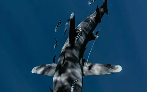 A thresher shark with its long tail cruising over a cleaning station at dawn
