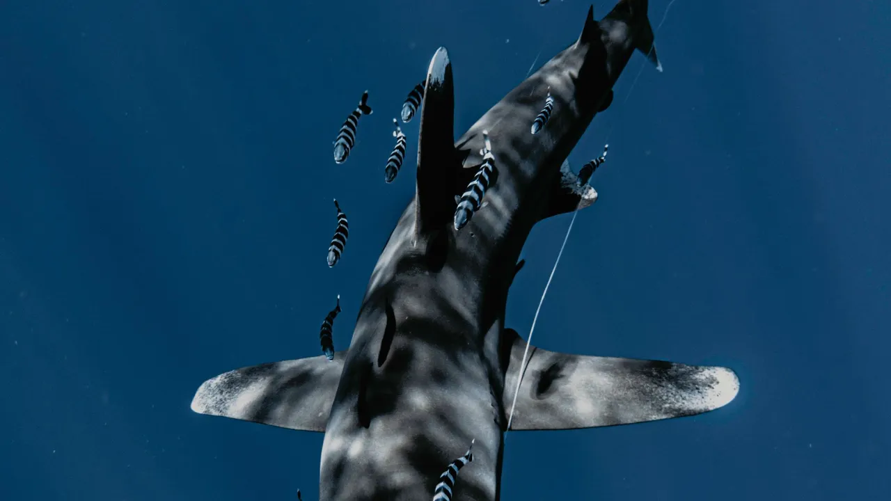 A thresher shark with its long tail cruising over a cleaning station at dawn