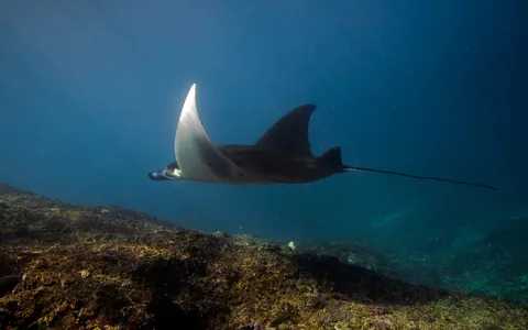 A reef manta ray gliding over a cleaning station on a coral reef
