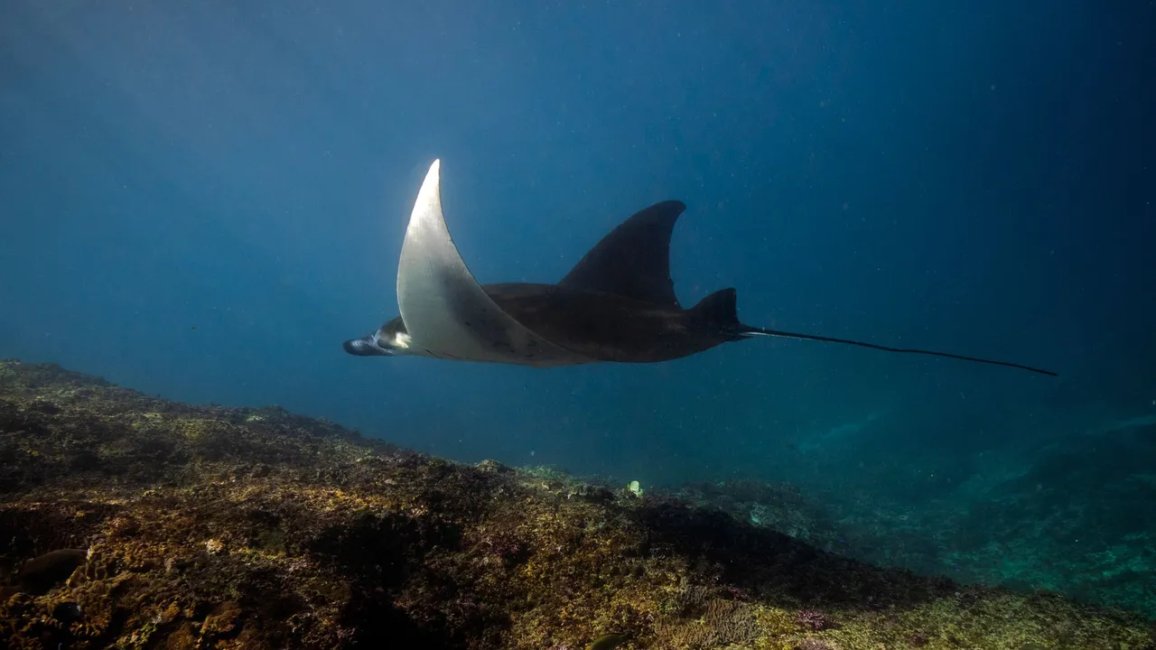 A reef manta ray gliding over a cleaning station on a coral reef