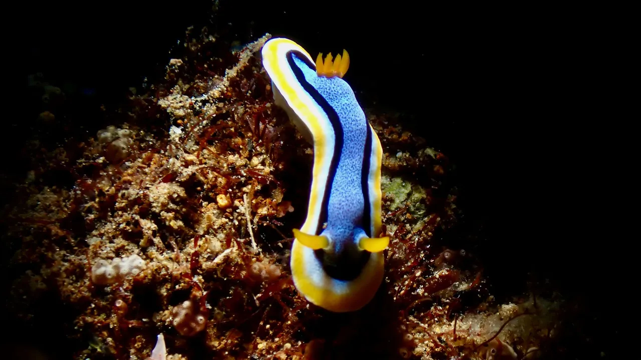 A brightly colored nudibranch crawling across the reef, photographed in macro