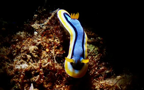 A brightly colored nudibranch crawling across the reef, photographed in macro