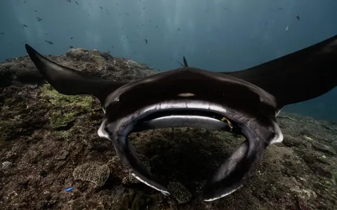 A reef manta ray gliding over a cleaning station at Manta Point, Nusa Penida, Bali
