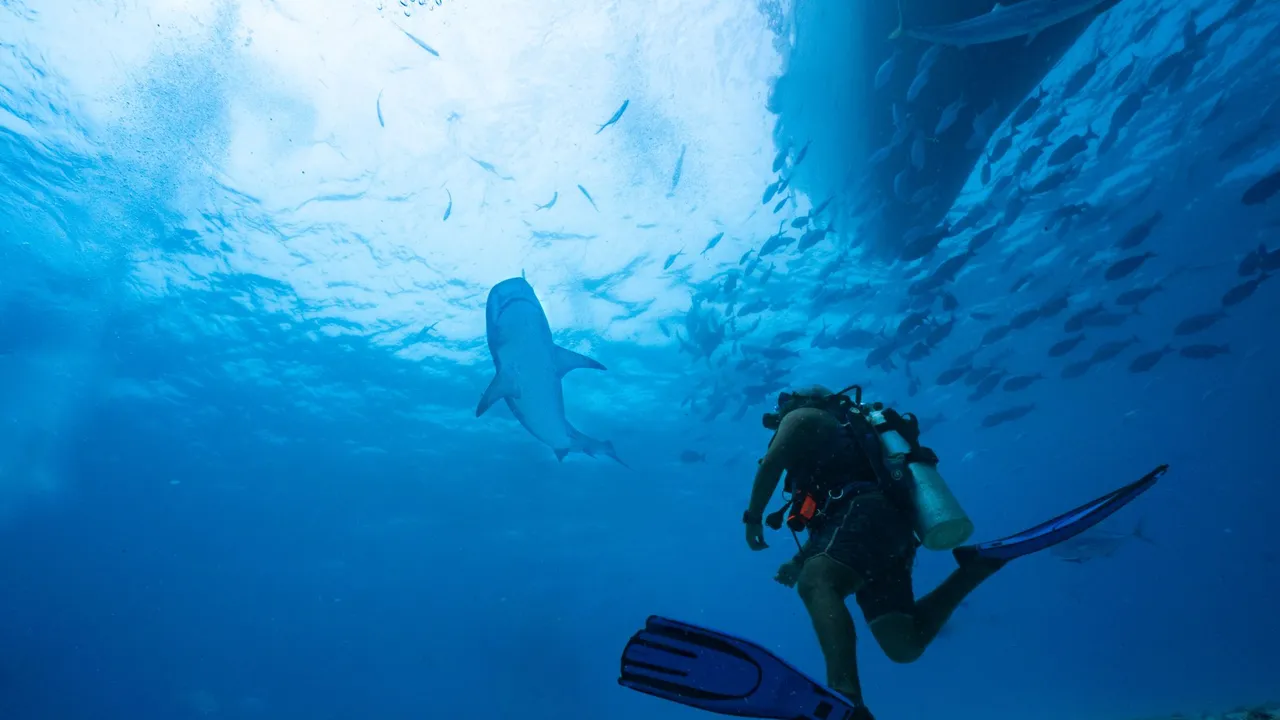 A thresher shark cruising over a cleaning station in the Philippines
