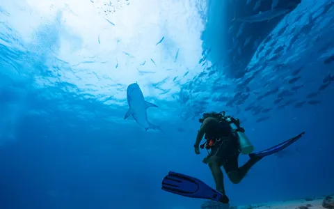 A thresher shark cruising over a cleaning station in the Philippines