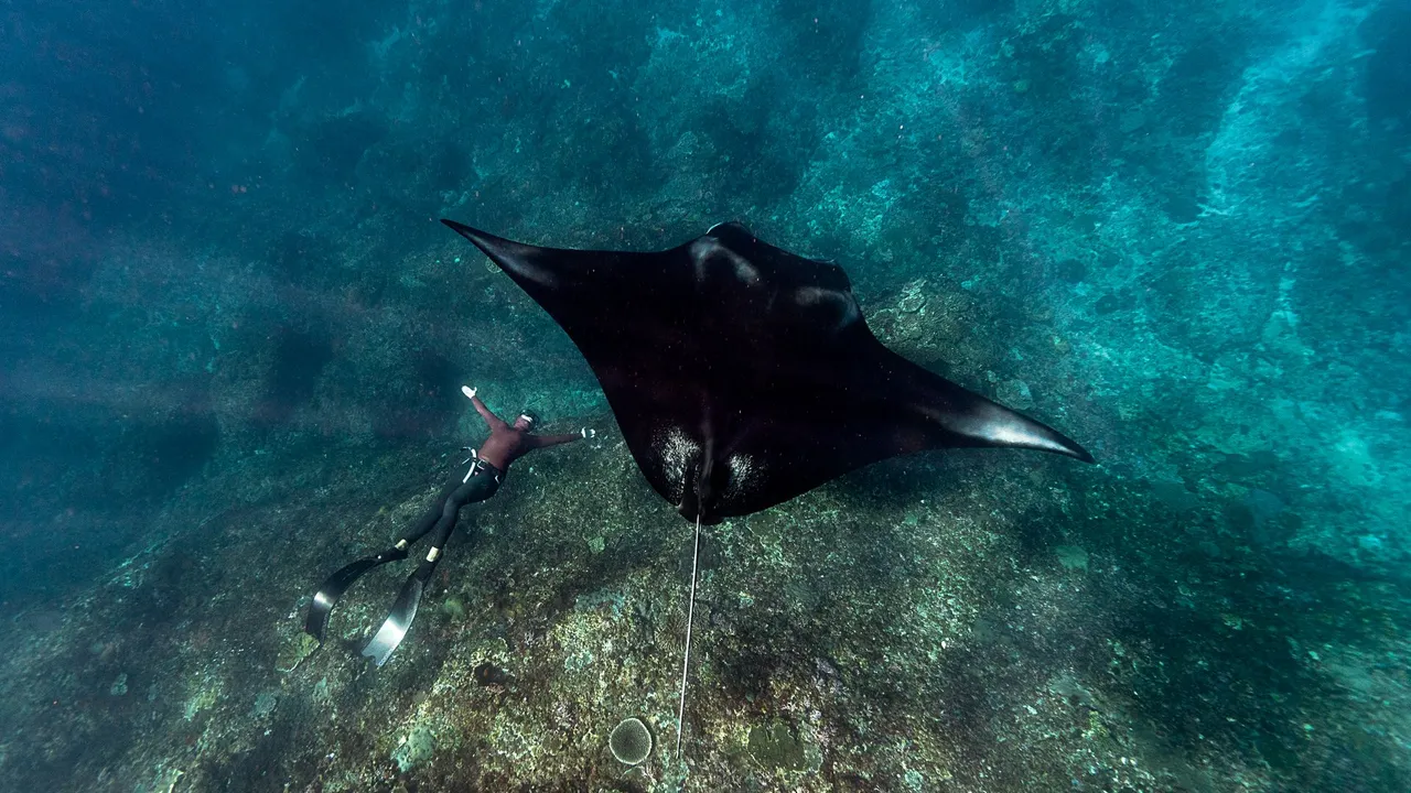 A manta ray gliding over a coral reef in Raja Ampat, Indonesia