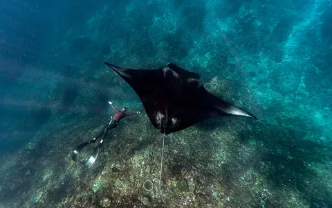 A manta ray gliding over a coral reef in Raja Ampat, Indonesia