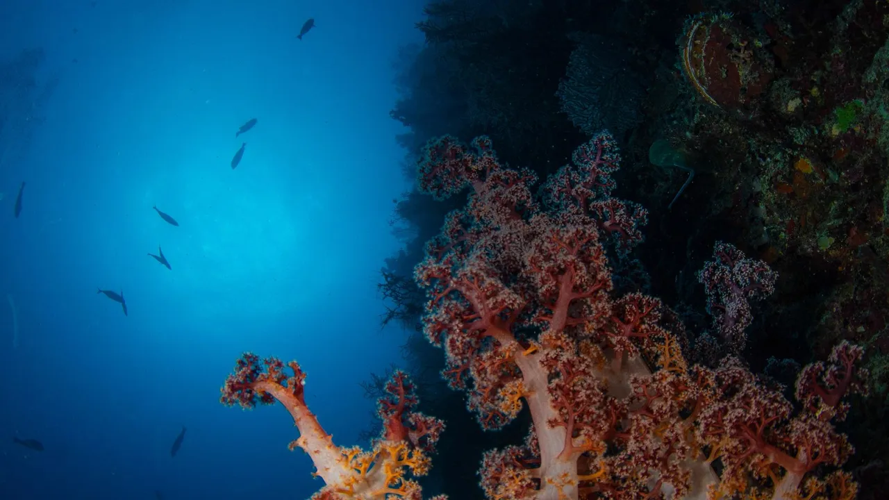 A soft-coral wall crowded with schooling fish in the Dampier Strait, Raja Ampat
