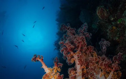 A soft-coral wall crowded with schooling fish in the Dampier Strait, Raja Ampat