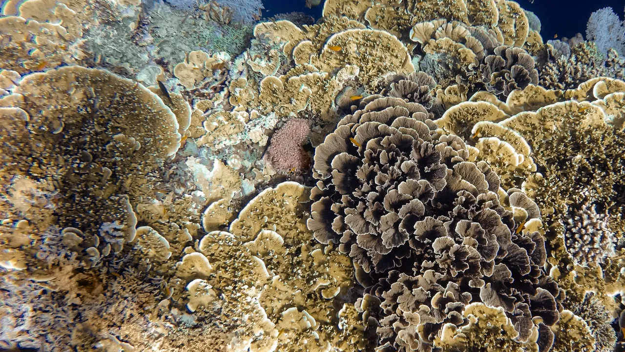 A limestone pinnacle covered in purple soft coral and schooling fish at Richelieu Rock