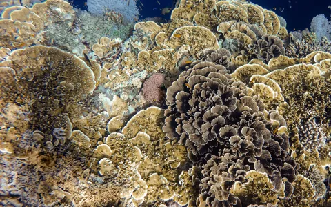 A limestone pinnacle covered in purple soft coral and schooling fish at Richelieu Rock
