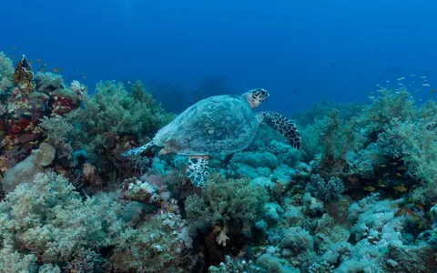 Green sea turtles and schooling fish over the reef wall at Sipadan, Malaysian Borneo