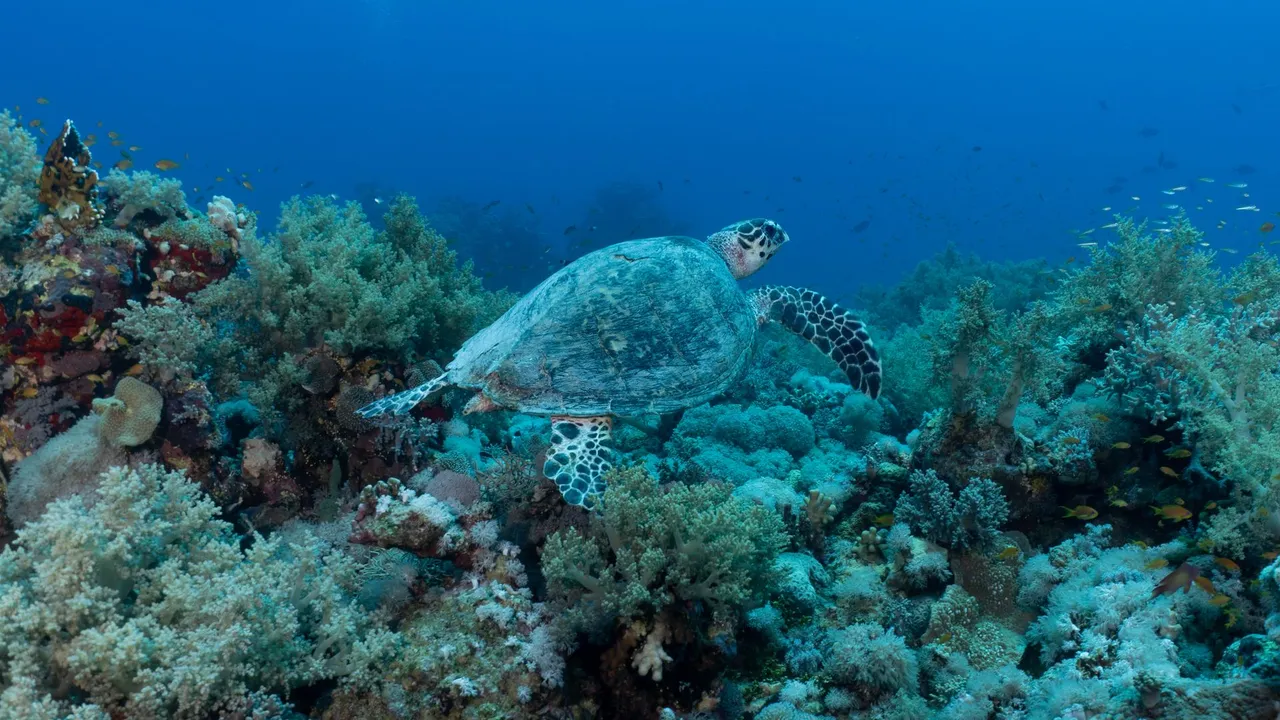 Green sea turtles and schooling fish over the reef wall at Sipadan, Malaysian Borneo