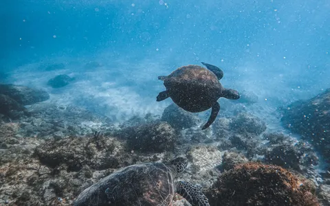Green turtles and a school of barracuda over the reef wall at Sipadan, Malaysian Borneo
