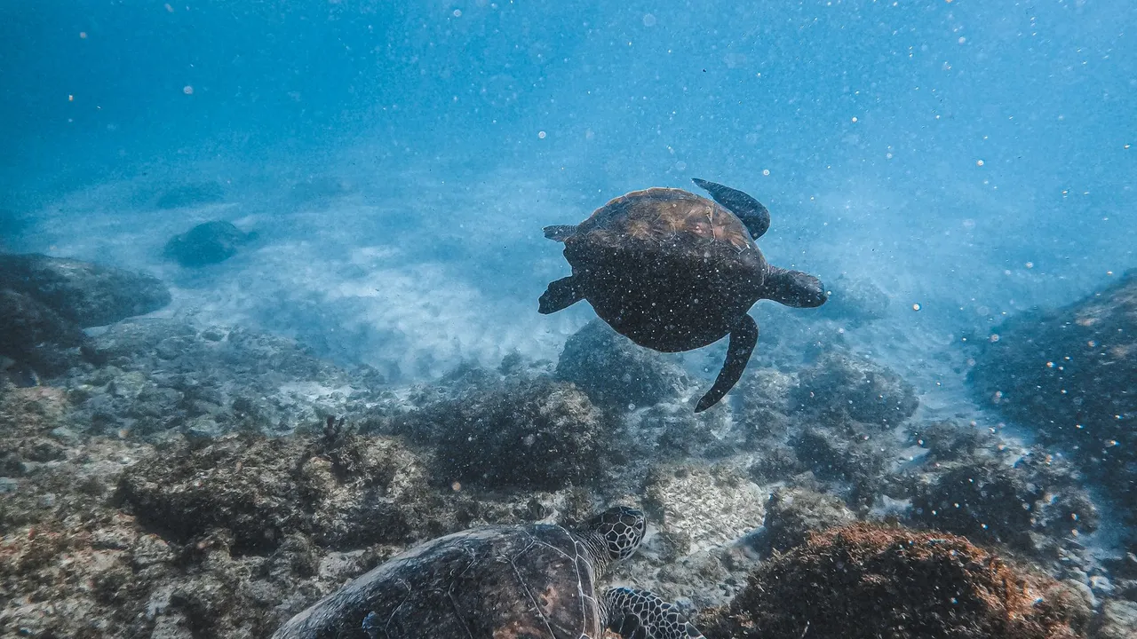 Green turtles and a school of barracuda over the reef wall at Sipadan, Malaysian Borneo