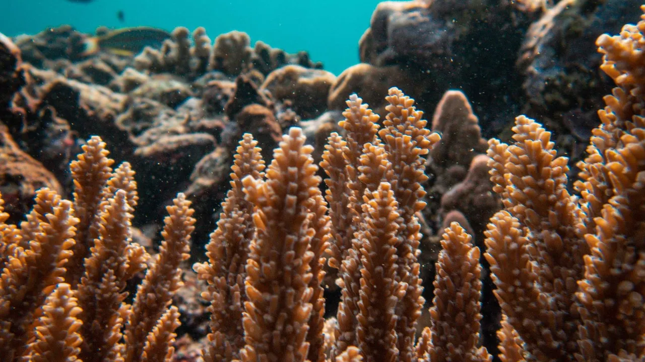 Overview of Southeast Asia dive destinations across Indonesia, Malaysia, the Philippines and Thailand