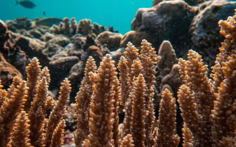 Overview of Southeast Asia dive destinations across Indonesia, Malaysia, the Philippines and Thailand