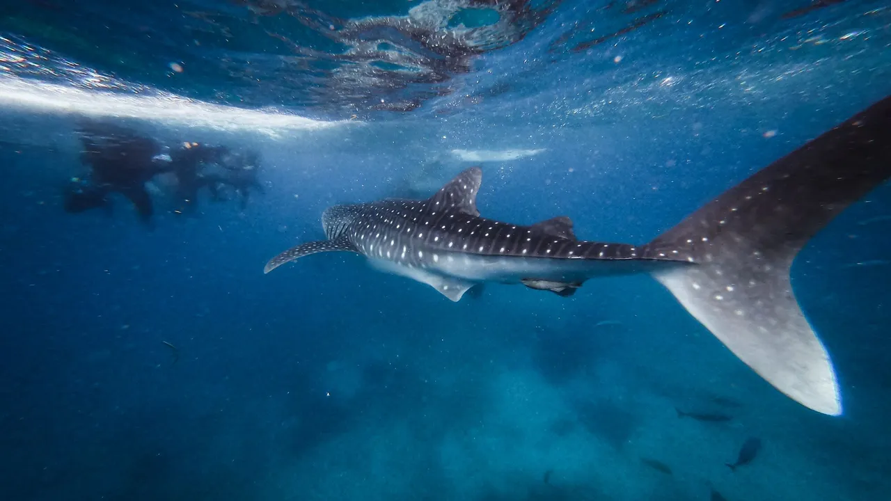 A whale shark passing a granite pinnacle at Richelieu Rock in Thailand's Andaman Sea