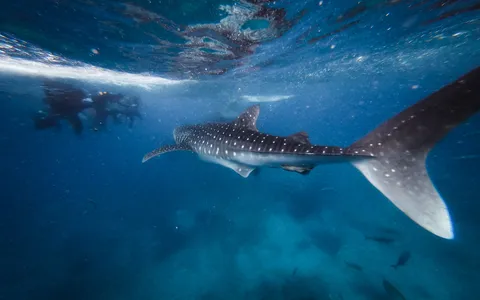 A whale shark passing a granite pinnacle at Richelieu Rock in Thailand's Andaman Sea