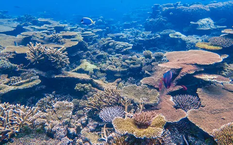 A tropical reef photographed at depth with a heavy blue-green color cast from the water