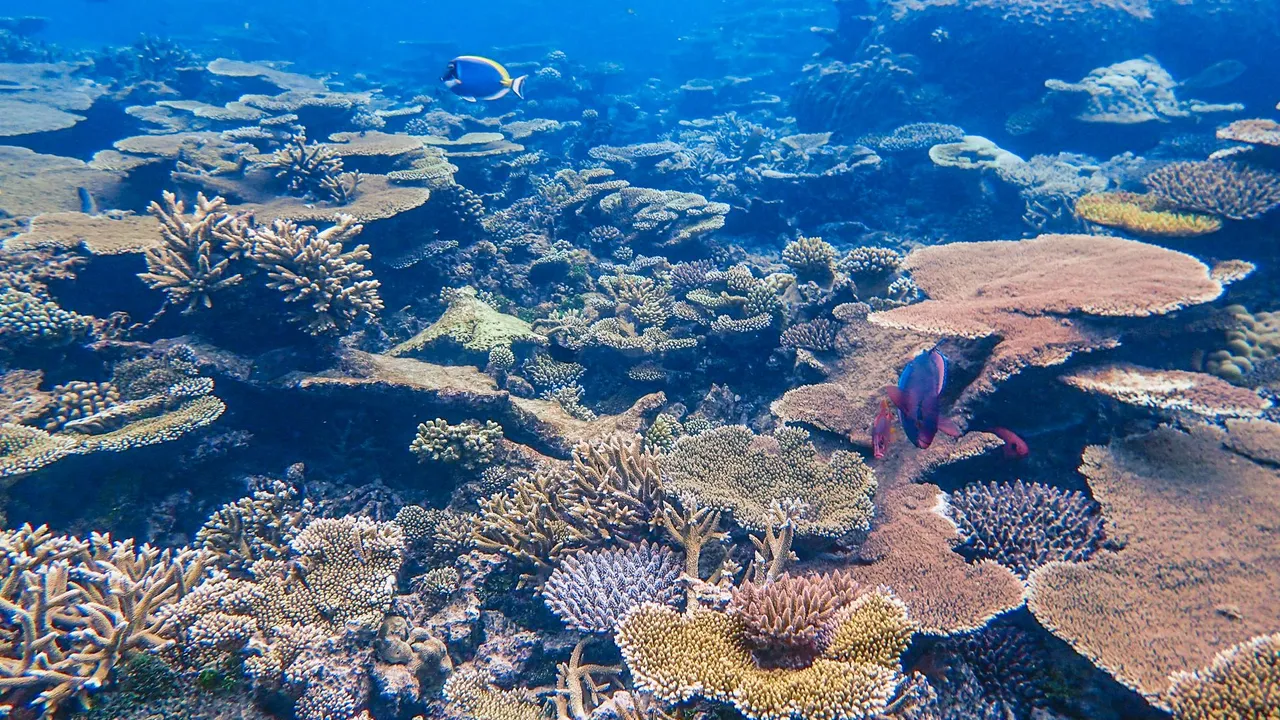 A tropical reef photographed at depth with a heavy blue-green color cast from the water