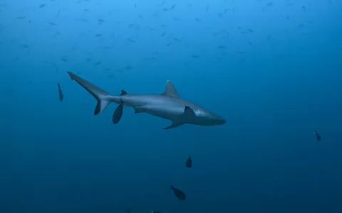 A steep coral wall with grey reef sharks and schooling jacks at Tubbataha Reefs