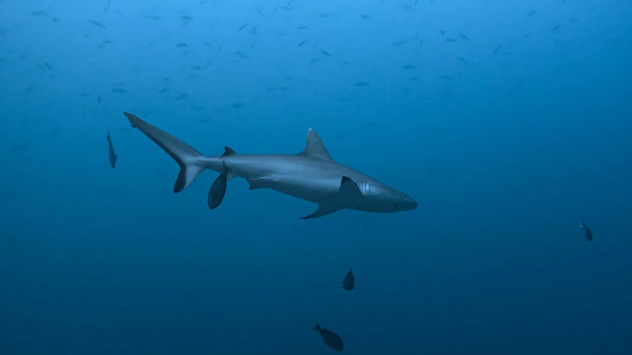 A steep coral wall with grey reef sharks and schooling jacks at Tubbataha Reefs