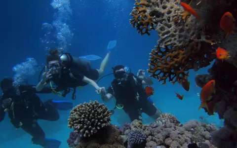 A new diver with a compact camera and a video light, hovering over a shallow reef in good light
