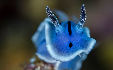 A tiny nudibranch photographed in crisp macro against a soft, colorful reef background