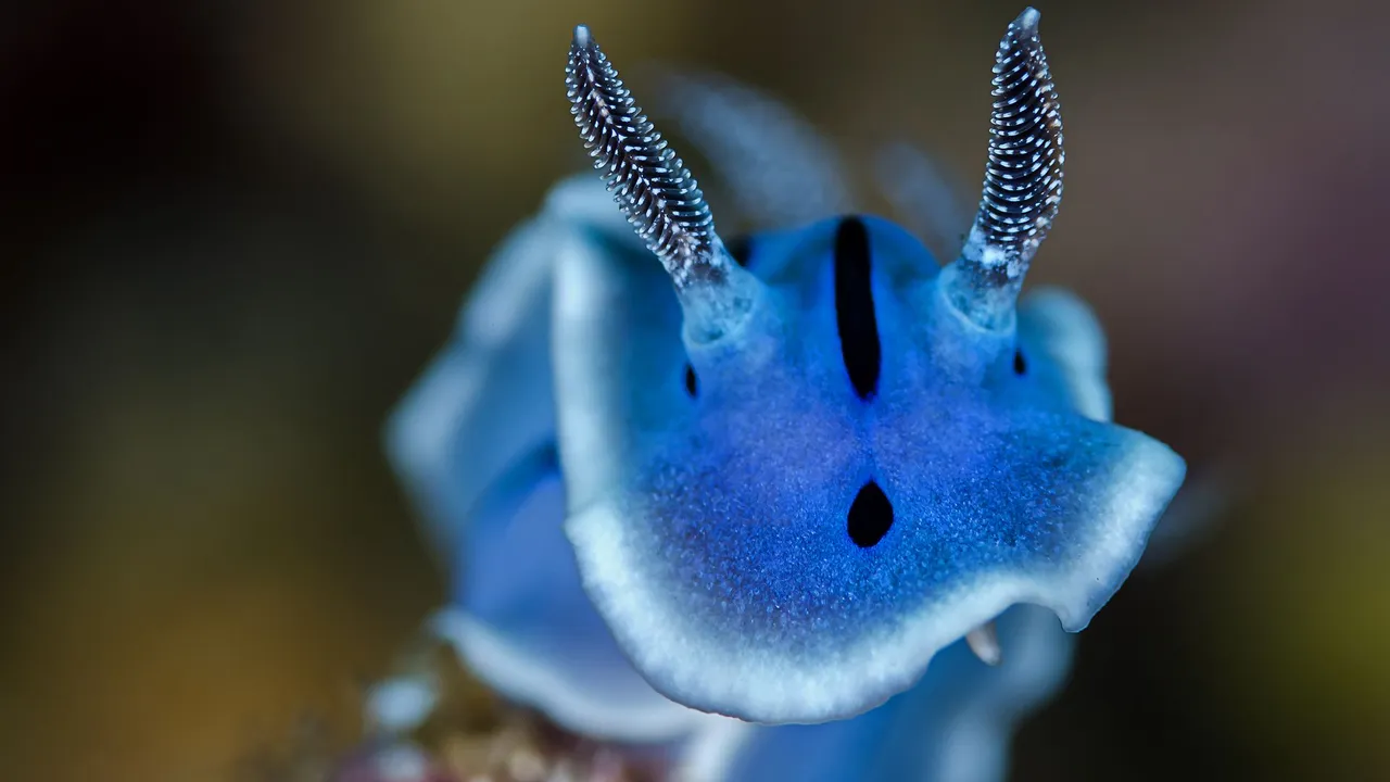 A tiny nudibranch photographed in crisp macro against a soft, colorful reef background