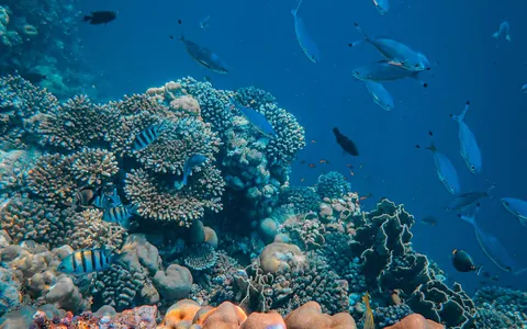A washed-out blue underwater reef photo shown beside the same photo with its natural color restored
