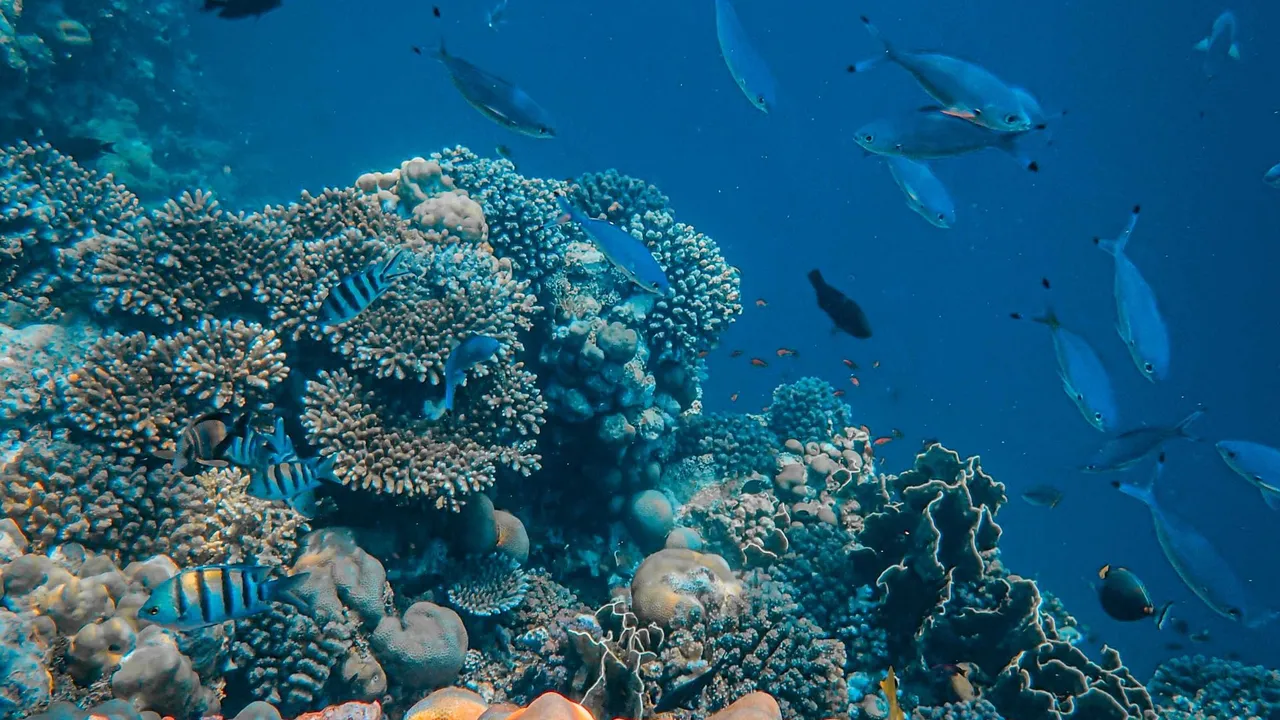 A washed-out blue underwater reef photo shown beside the same photo with its natural color restored