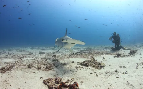 A world of diving — a diver silhouetted in blue water above a reef, hammerheads schooling in the distance