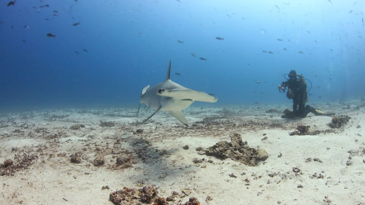 A world of diving — a diver silhouetted in blue water above a reef, hammerheads schooling in the distance